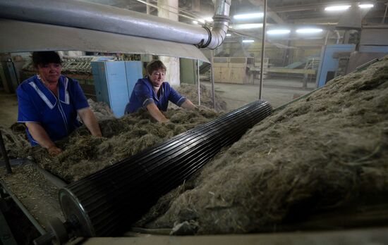 Flax production in Kostroma region