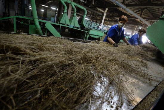 Flax production in Kostroma region