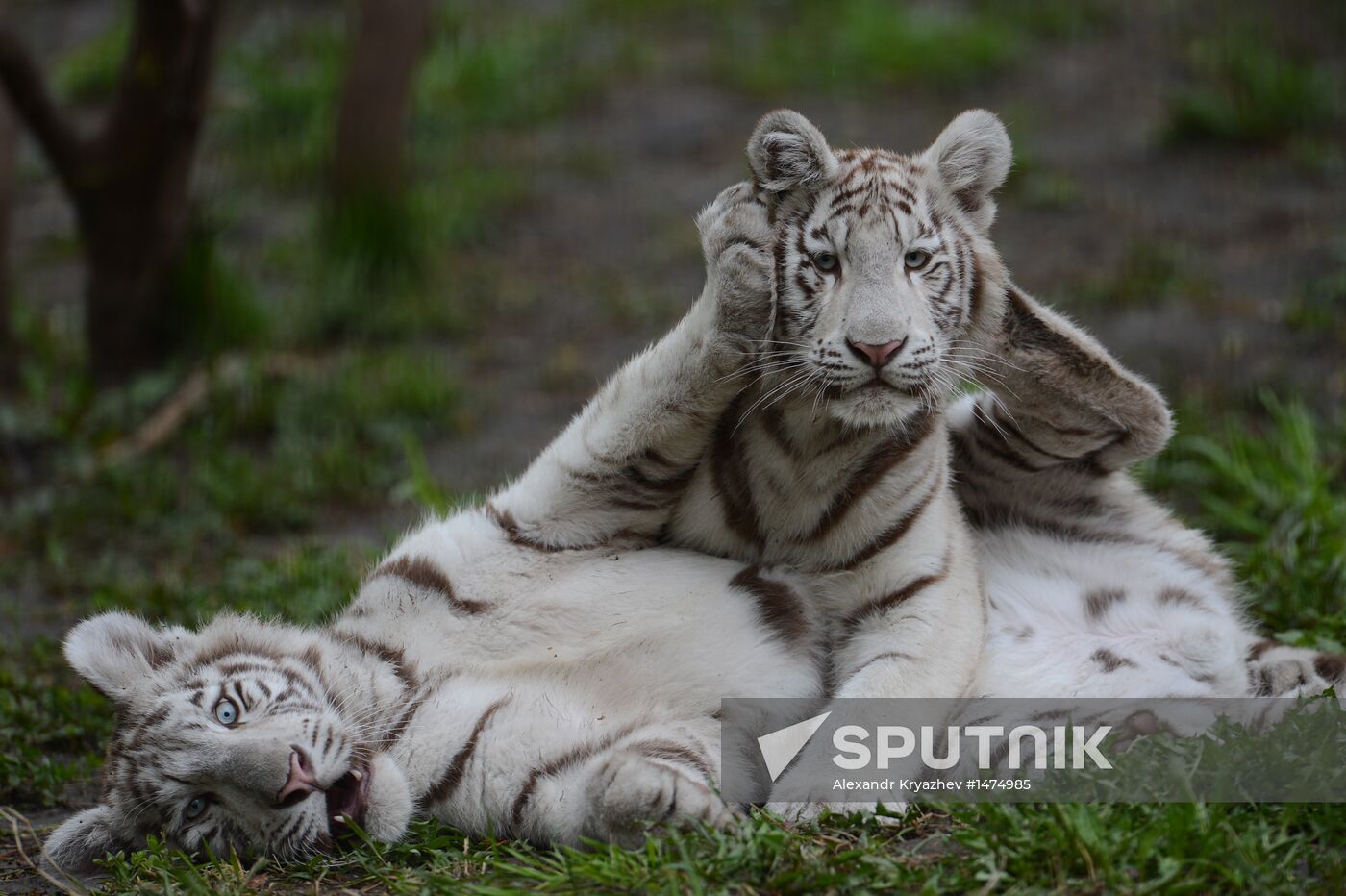 Predators at Novosibirsk Zoo