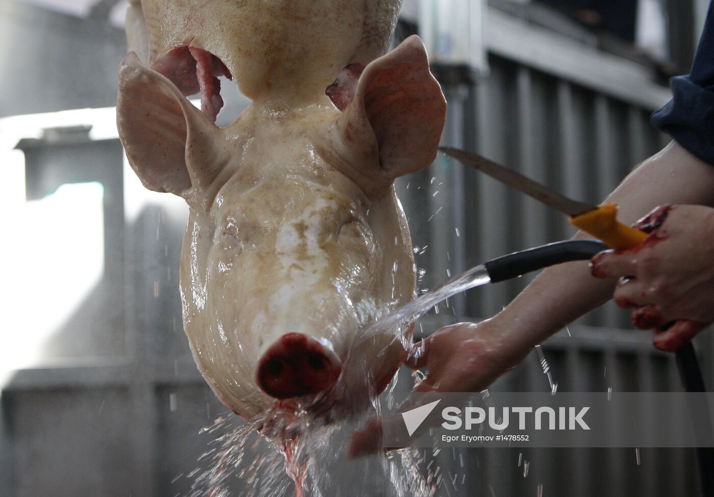 Slaughterhouse in Belarus