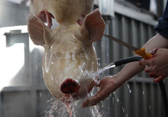 Slaughterhouse in Belarus