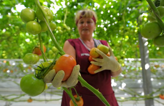 Growing vegetables in hothouses