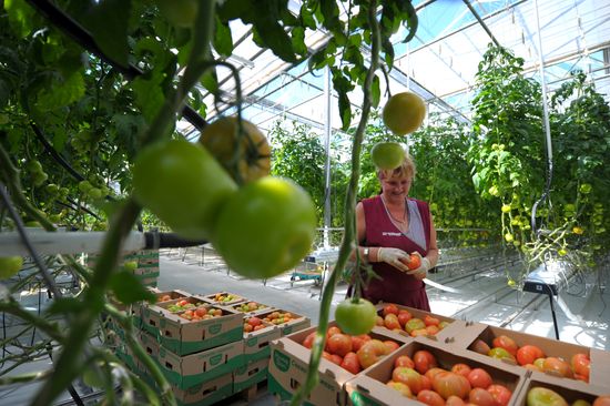 Growing vegetables in hothouses