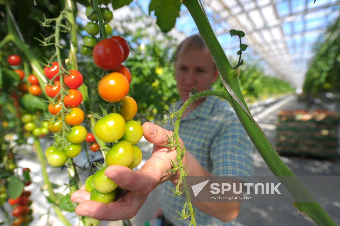 Growing vegetables in hothouses