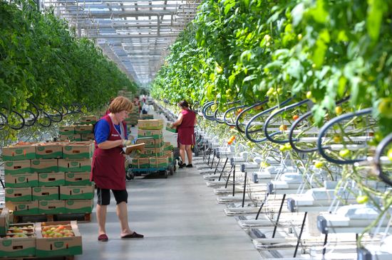 Growing vegetables in hothouses