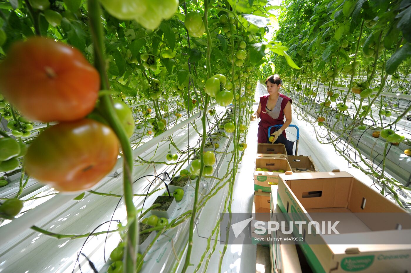 Growing vegetables in hothouses