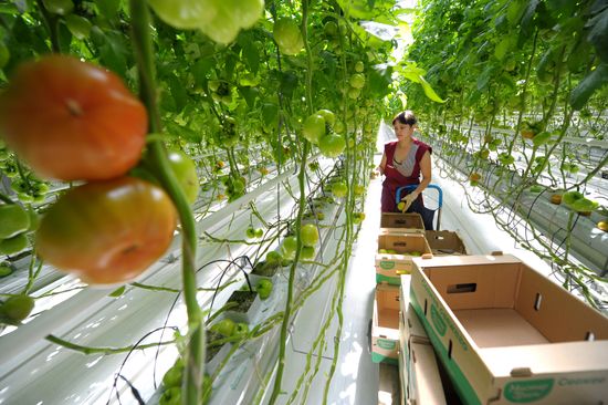 Growing vegetables in hothouses