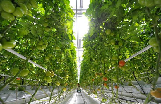 Growing vegetables in hothouses