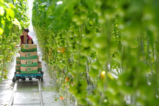 Growing vegetables in hothouses