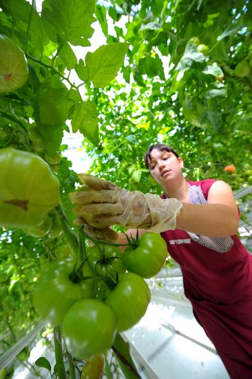 Growing vegetables in hothouses