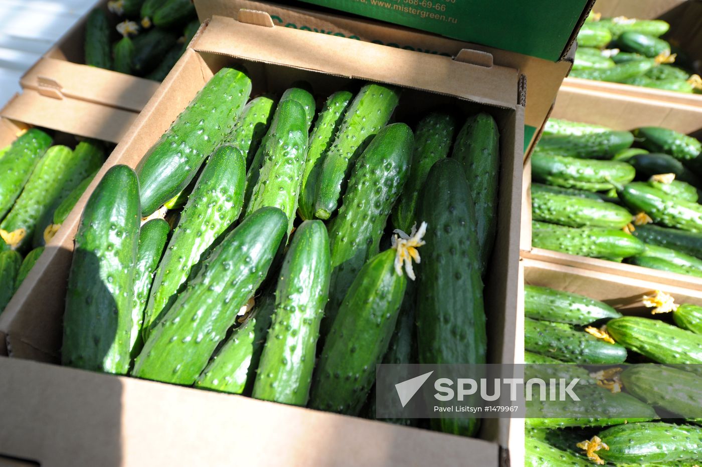 Growing vegetables in hothouses