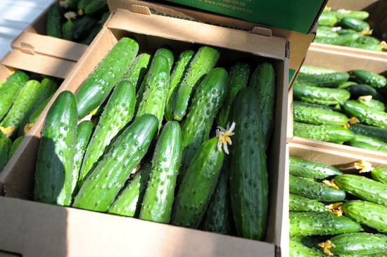 Growing vegetables in hothouses