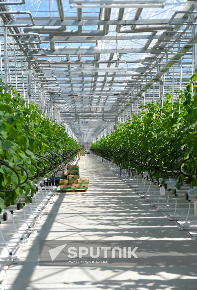Growing vegetables in hothouses