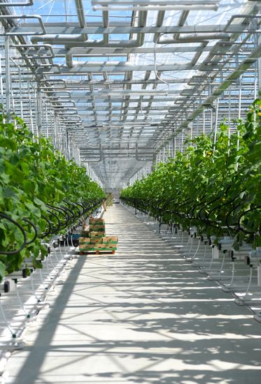 Growing vegetables in hothouses