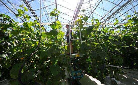 Growing vegetables in hothouses