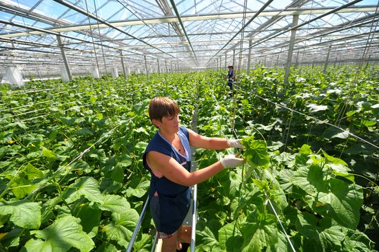 Growing vegetables in hothouses