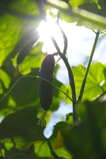 Growing vegetables in hothouses