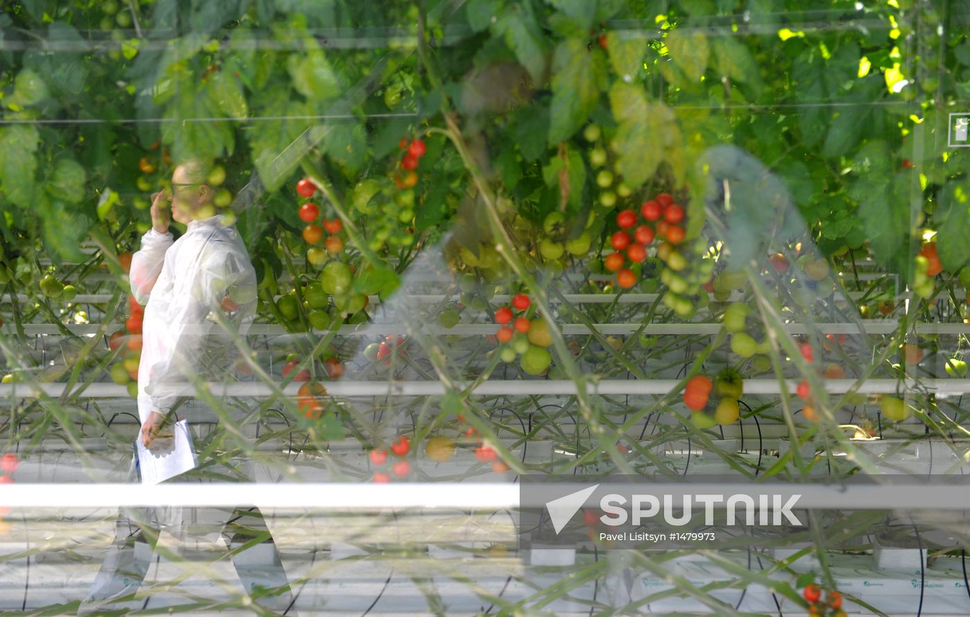 Growing vegetables in hothouses