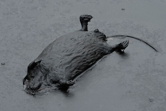 Oil spills at Mamontovskoye oil field in Khanty-Mansi Okrug