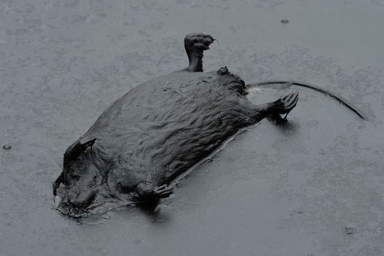 Oil spills at Mamontovskoye oil field in Khanty-Mansi Okrug