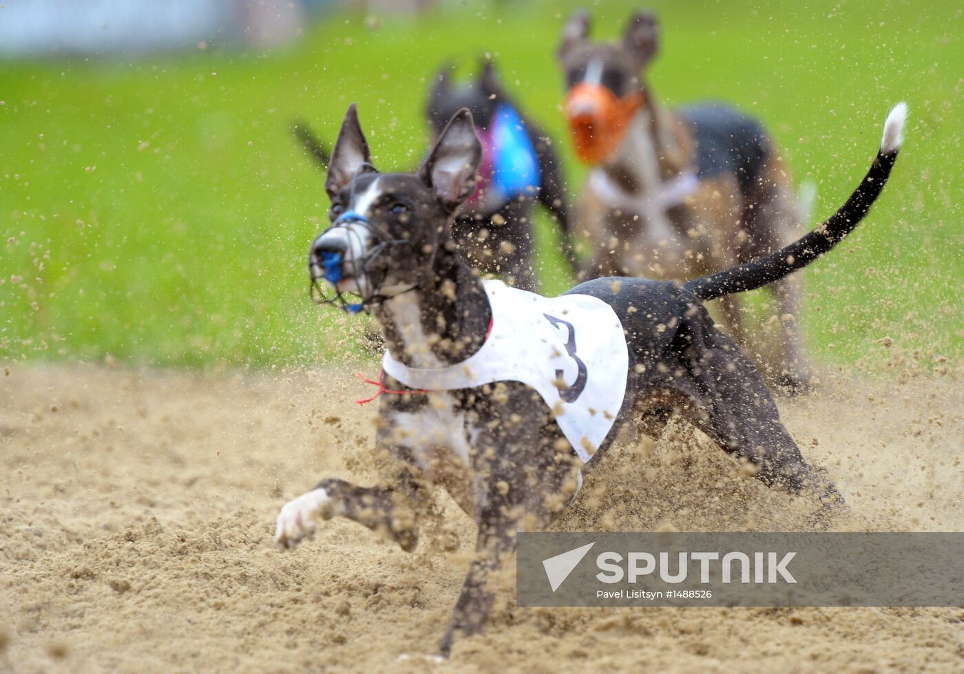 Dog racing in Yekaterinburg