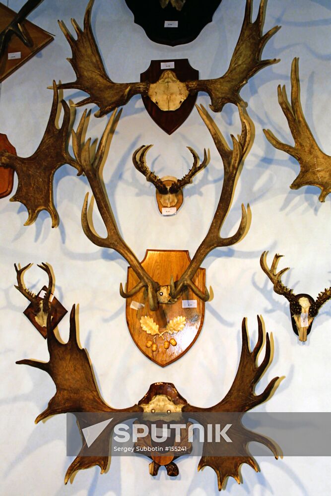 EXHIBITION HUNT HORNS