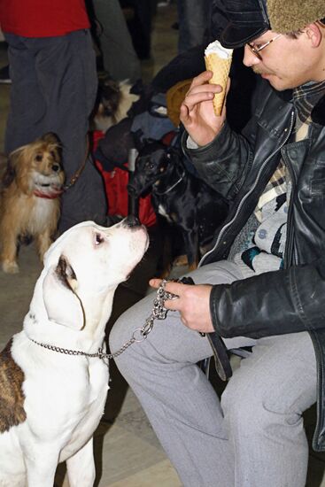 MOSCOW PET SHOW DOGS