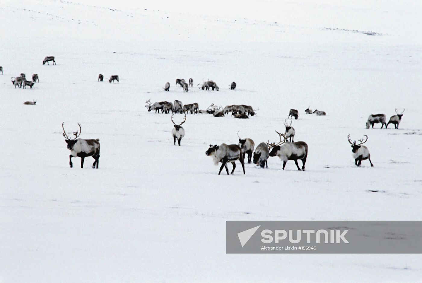 CHUKOTKA REINDEER HERD