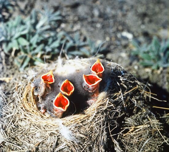 KAMCHATKA BUNTING NEST