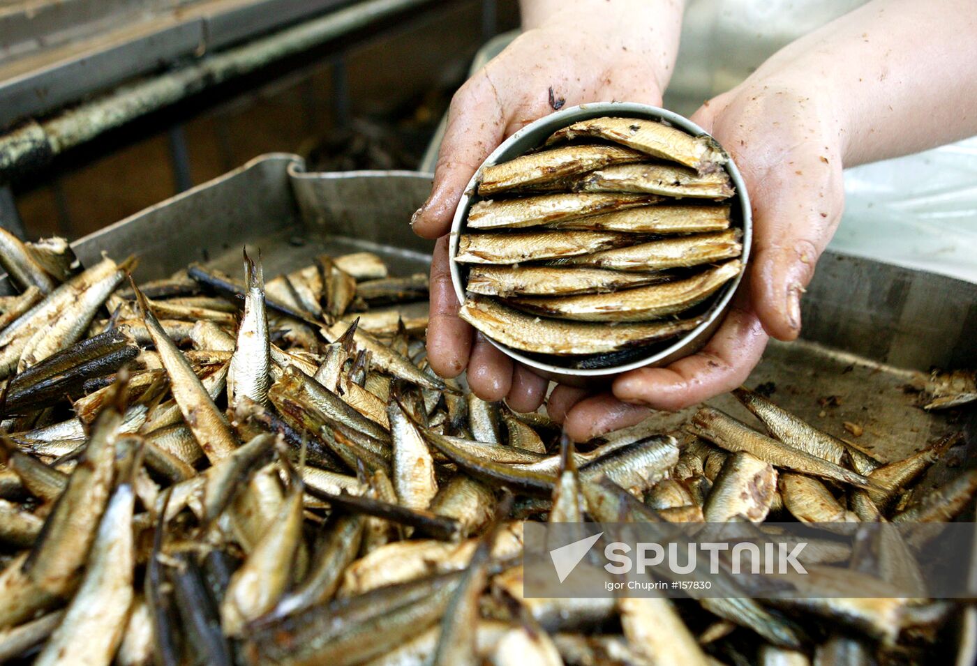 FISH CANNERY