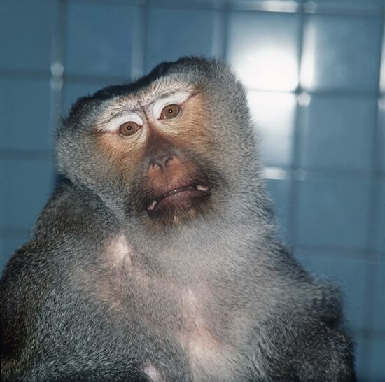 MONKEY ZOO