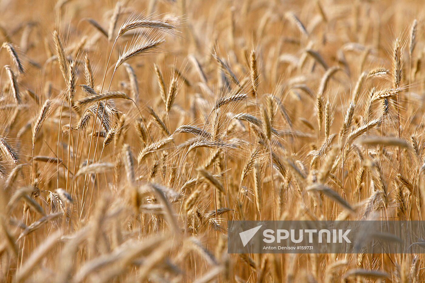 WHEAT FIELD