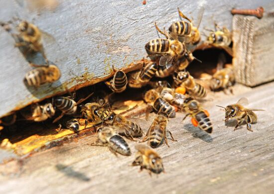 BEES