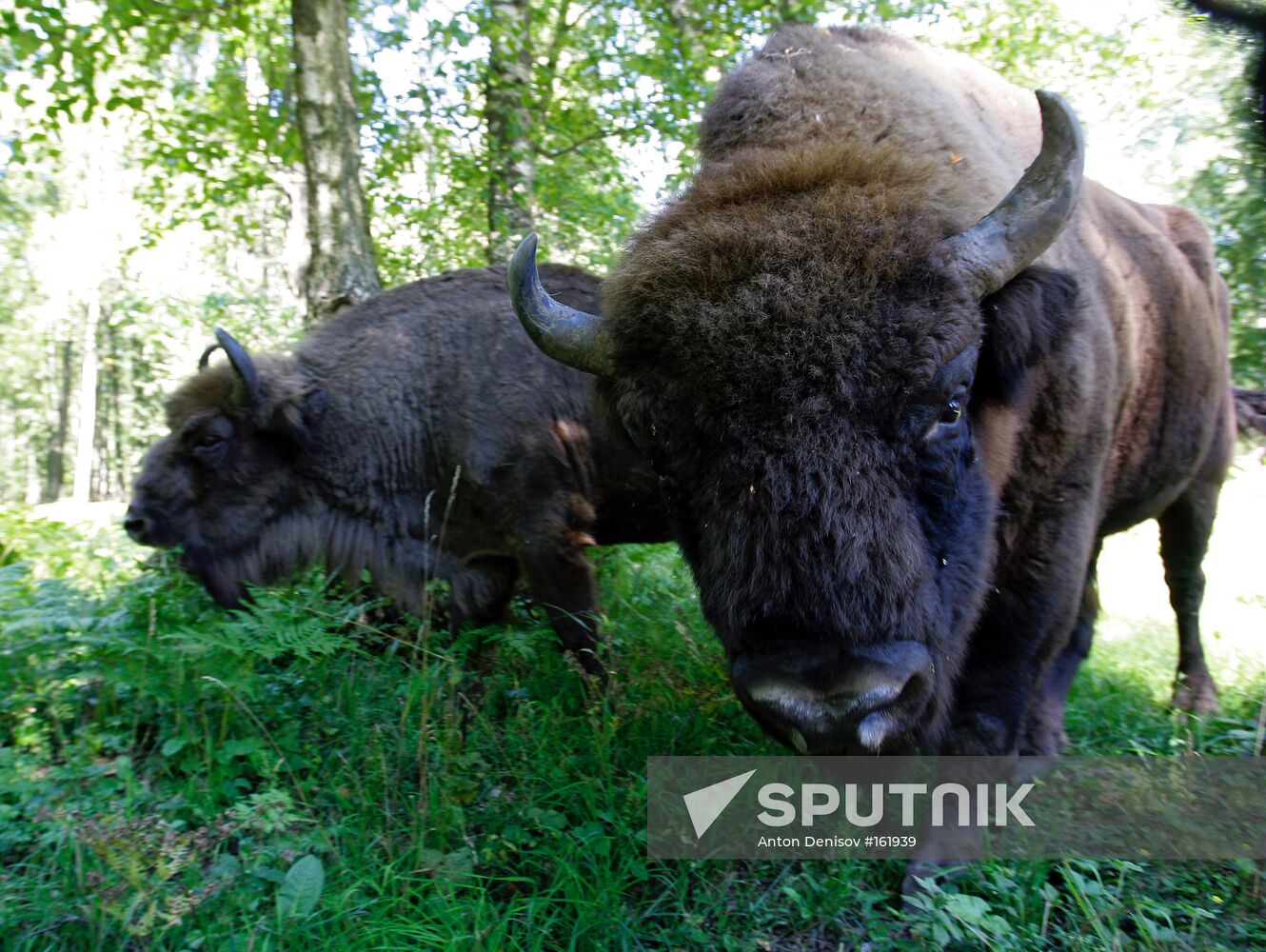 AUROCHS