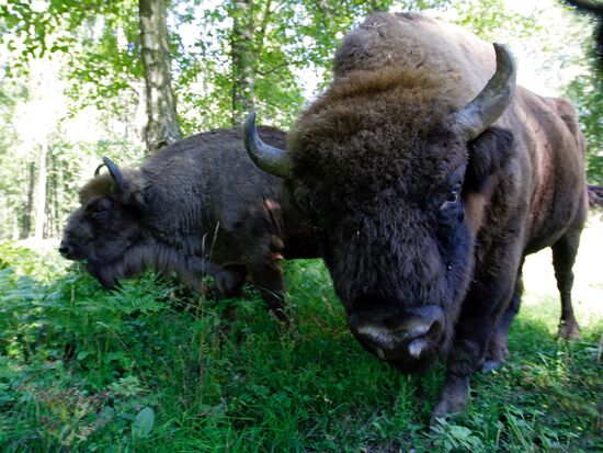 AUROCHS