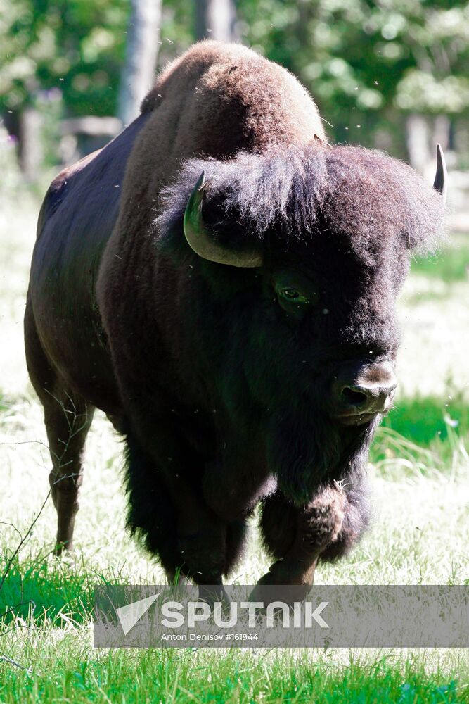 BISON