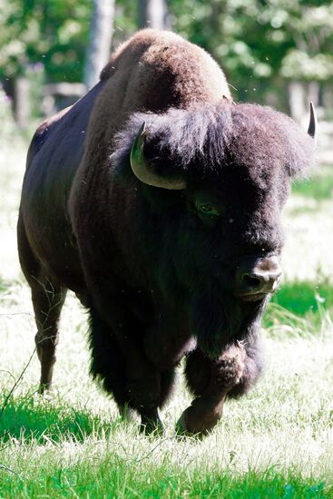 BISON