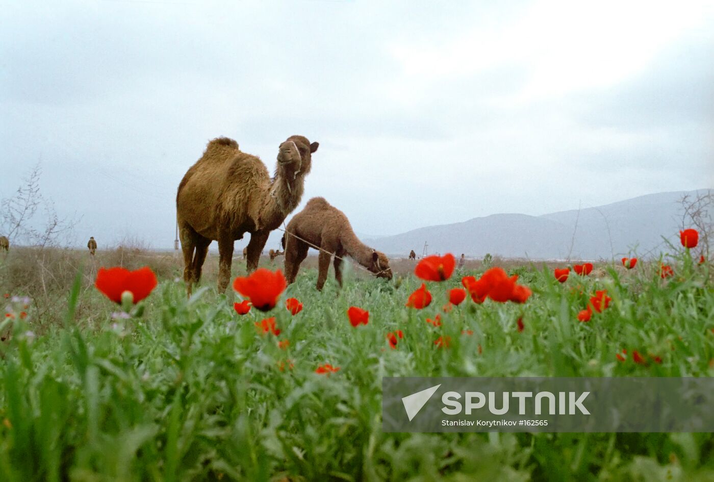 TURKMEN CAMELS