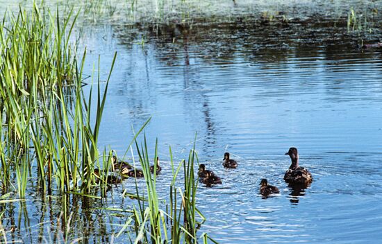 MOSCOW LOSINY OSTROV PARK BIRDS