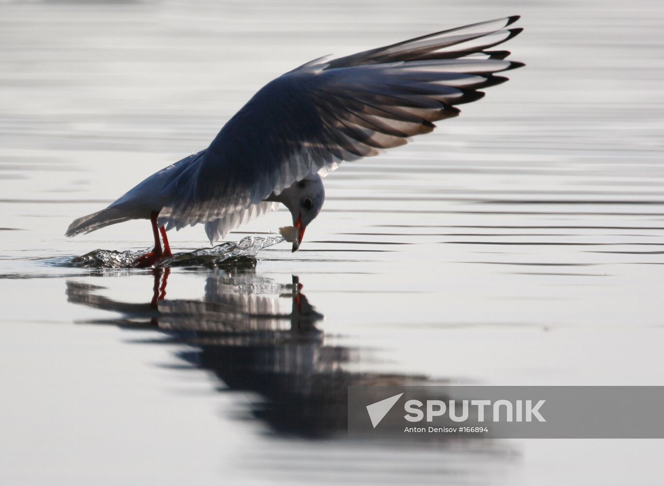 SEAGULLS