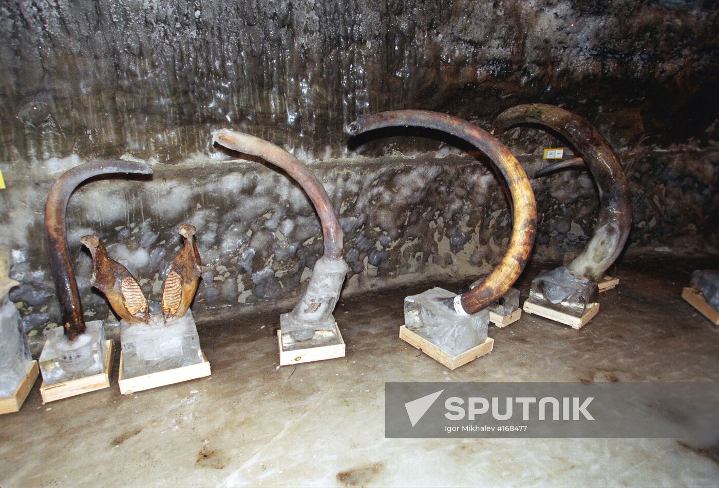 Taimyr, Khatenga, mammoth, museum