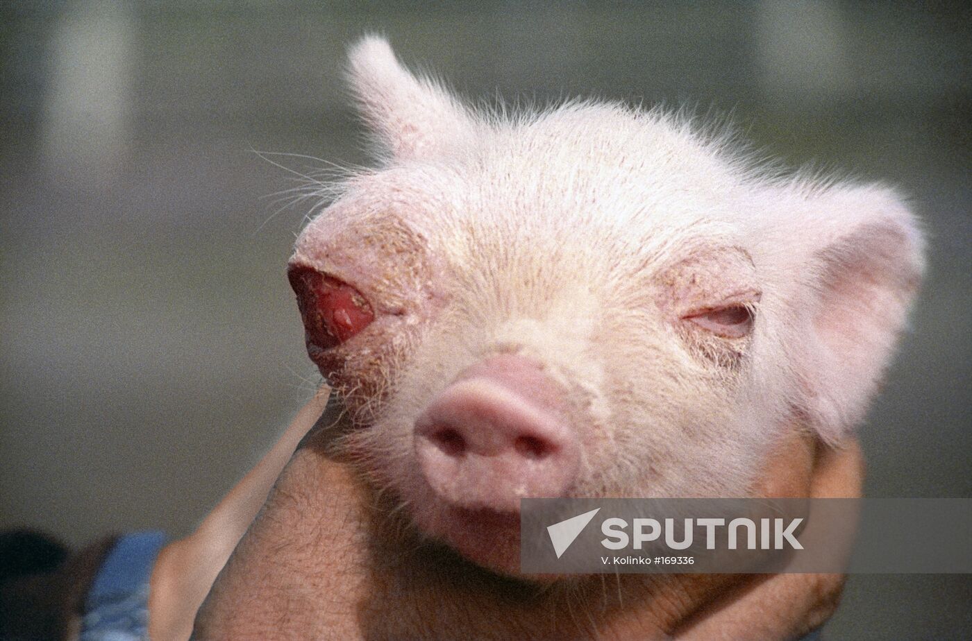 Piglet Chernobyl disaster nuclear power plant