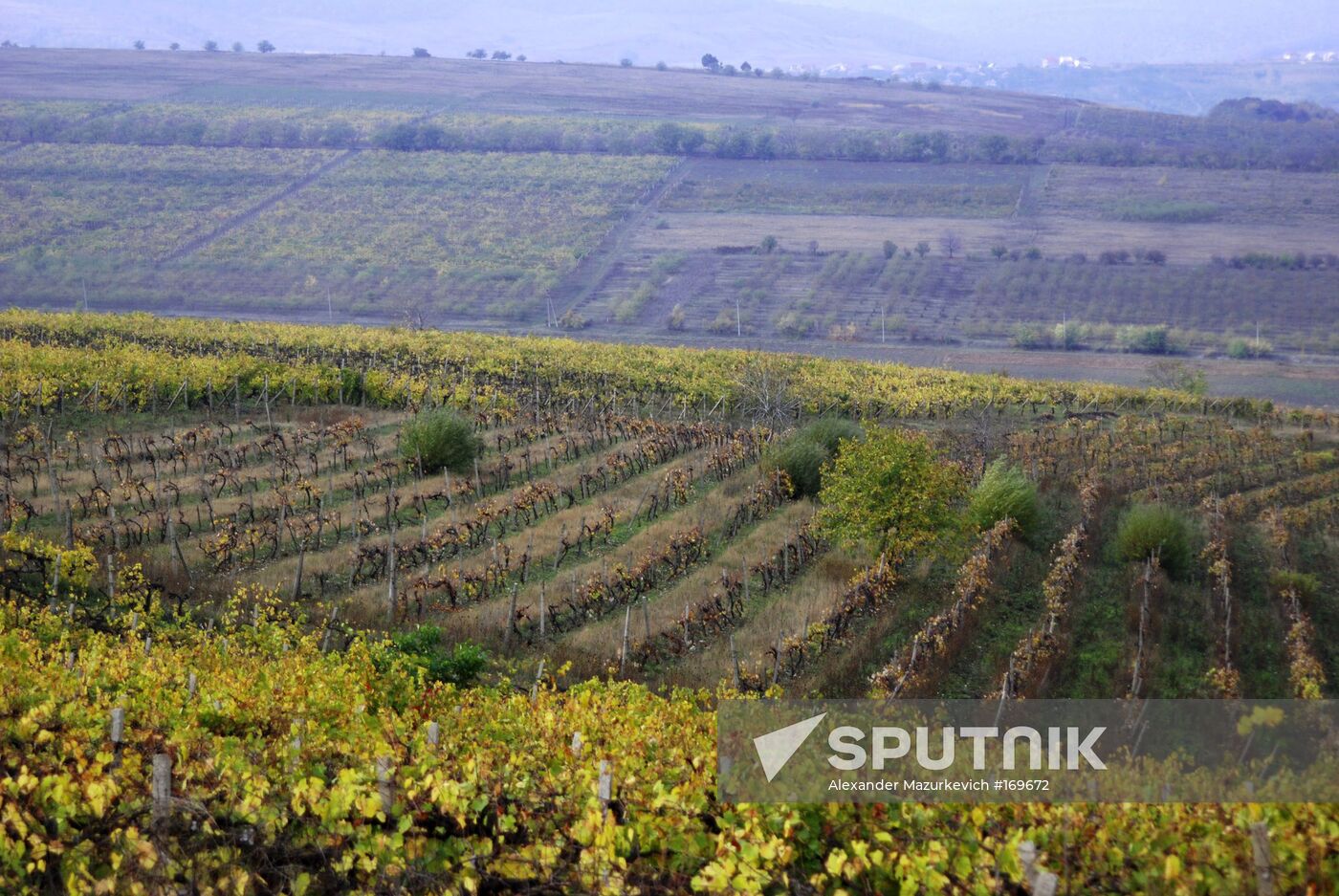 Moldavian vineland