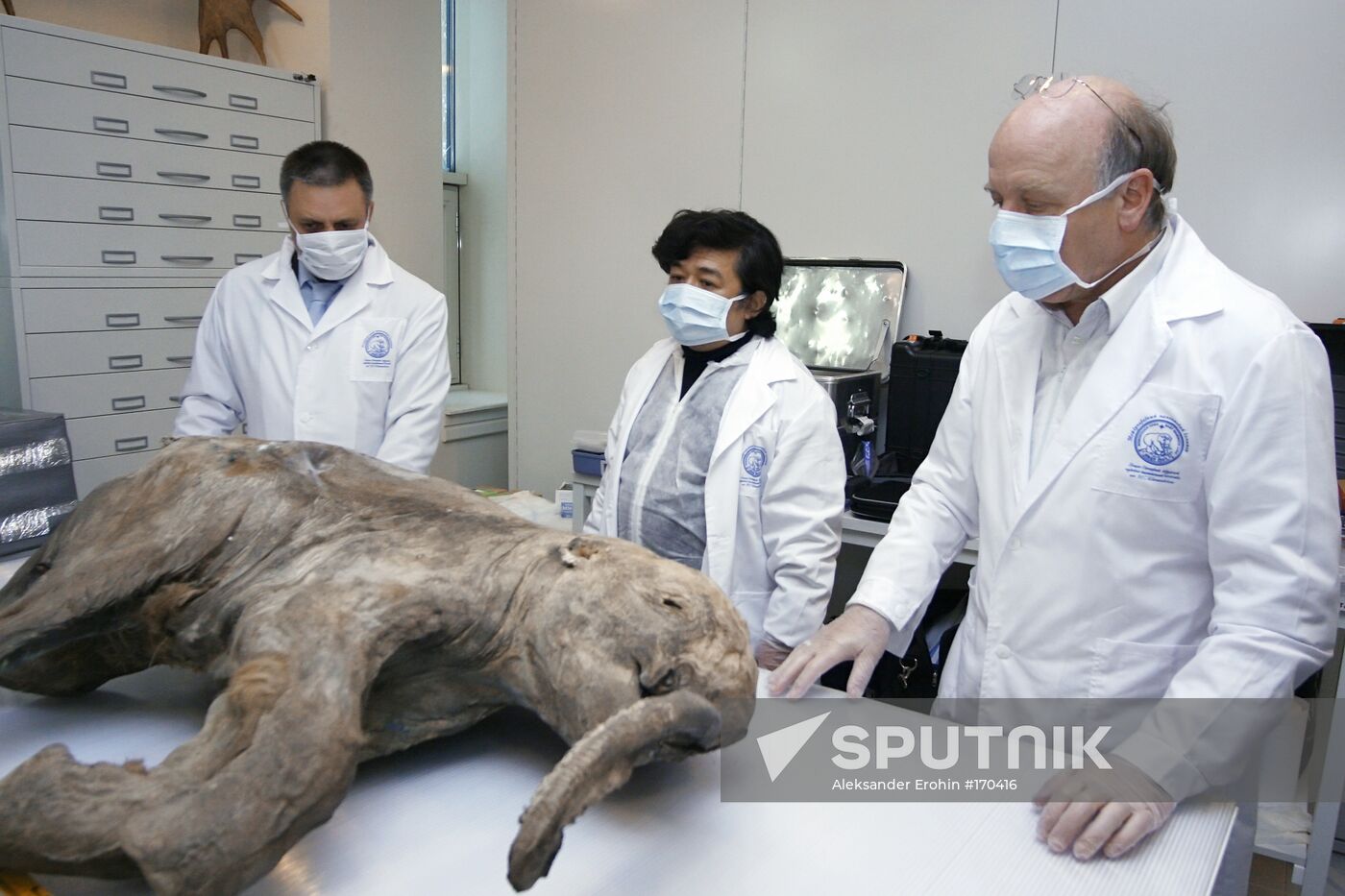 Mammoth baby recovered from permafrost