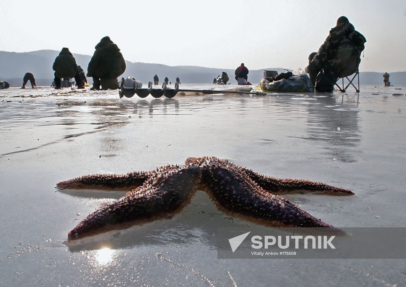 Sparling fishing on Russky Island