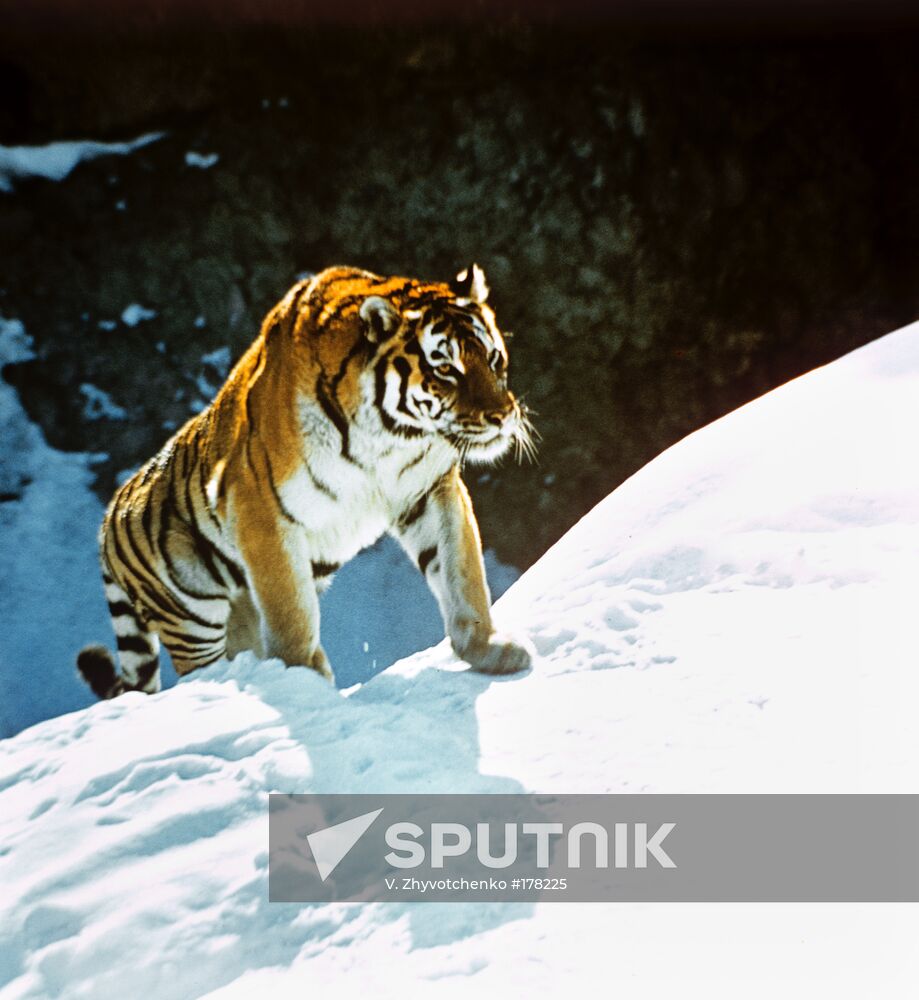 Amur tiger Russian Far East