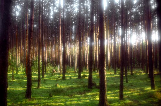 Lake Pleshcheyevo preserve pine trees