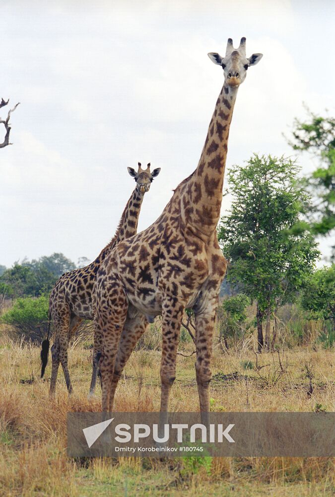 Tanzania, national park, giraffs