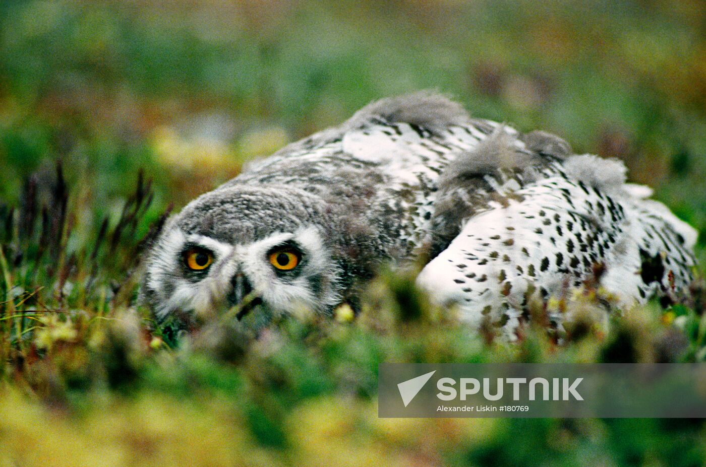 Wrangel Island nature reserve East Siberia owl