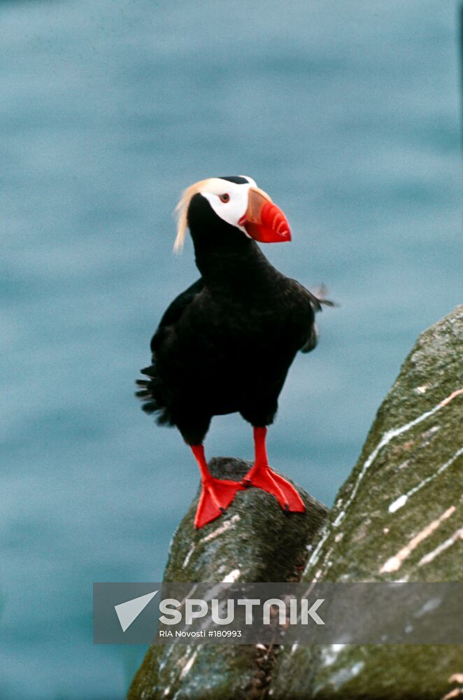 puffin Kamchatka